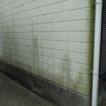 苔が発生している外壁の画像